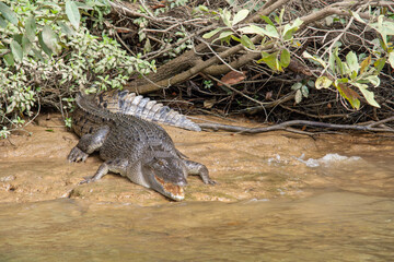 Saltwater Crocodile Basking on the Daintree River (Queensland, Australia). - obrazy, fototapety, plakaty