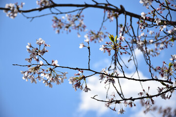 青空と桜