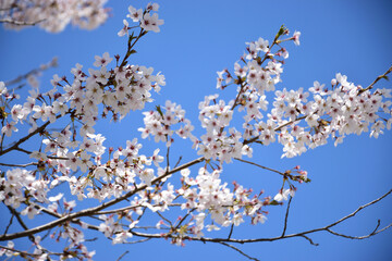 青空と桜