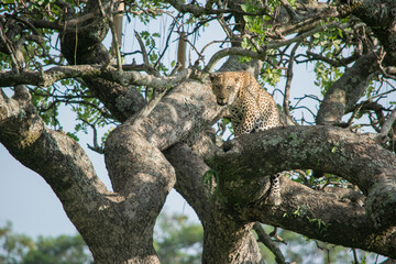 Leopard Prowling in a Tree in Maasai Mara National Reserve, Kenya.