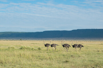 Fototapeta na wymiar Flock of Common Ostriches in Maasai Mara National Reserve, Kenya.