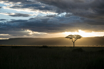 Fototapeta na wymiar Sunset and Tree Silhouette in Maasai Mara National Reserve, Kenya.
