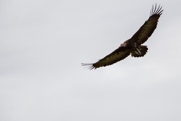 Hooded Vulture Soaring in Maasai Mara National Reserve, Kenya.