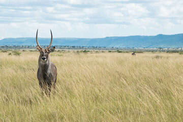 Male Waterbuck Poses for a Photo in Masai Mara National Reserve, Kenya.