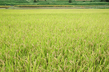 稲田　秋の収穫