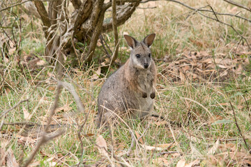 the tammar wallaby is hiding in the bushes
