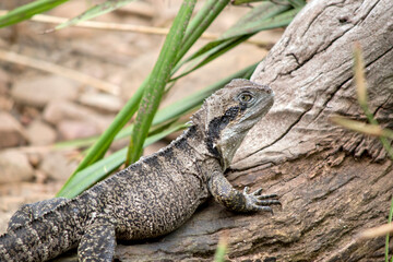 this is a side view of a water dragon lizard