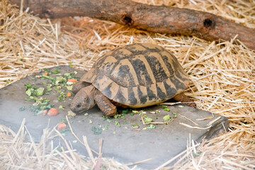 the spur thighed tortoise has brown and black shell