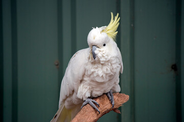 the sulphur crested cockatoo has a yellow crest and is a white bird - Powered by Adobe