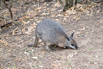 the tammar wallaby is a small wallaby with white chin stripes and is mostly grey with tan shoulders