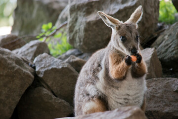 this is a close up of a yellow footed rock wallaby eating a carrot