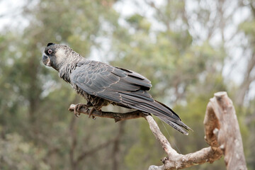 Fototapeta premium this is a white tailed black cockatoo
