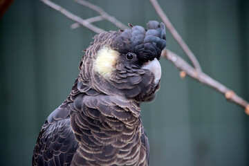this is a close up of a yellow tailed black cockatoo © susan flashman