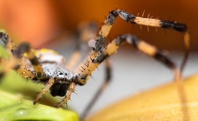 Closeup macro view of a large orb spider against a blurred background for effect.
