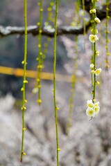 緑萼という名前のしだれ梅の花とたくさんの蕾がついた枝、縦置き