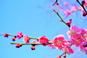 青空を背景にした濃いピンクの浮牡丹の梅の花