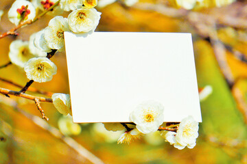 野外で撮った白梅の花の枝と何も書かれていないカードのモックアップ - obrazy, fototapety, plakaty