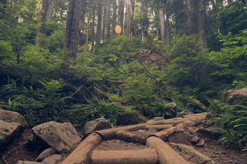 forest in the mountains