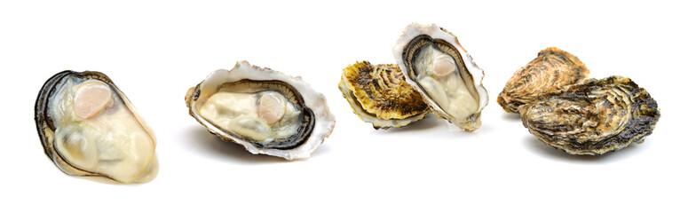 Fresh oyster on white background