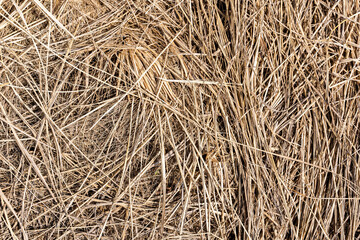 Hay texture. Bales of hay are stacked in large staffs. Harvesting in agriculture.