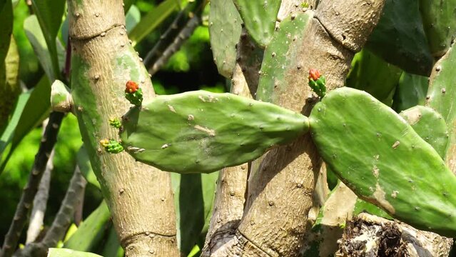 Opuntia cochenillifera (Also called Warm hand, nopal cactus) with a natural background. Opuntia cochenillifera is one of cactus species