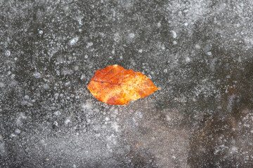 a withered leaf caught in the ice