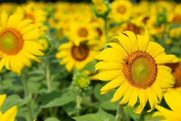 Sunflower field in a sunny day