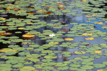 Lilypond with leaf and flower