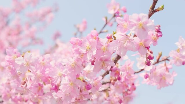 Cherry blossoms in full bloom under the blue sky in spring, Sakura flower, Nature or environment background