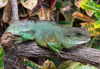An iguana basks on a branch.