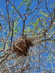 nest on tree