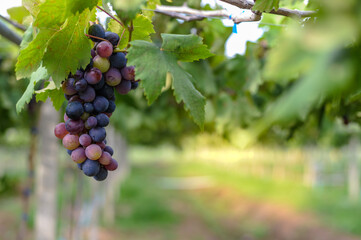red grapes in vineyard