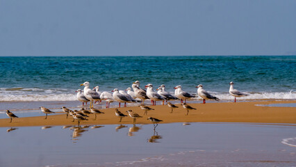 Group of Seagulls at neat and clean beach
