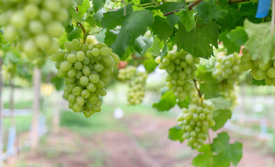bunch of grapes