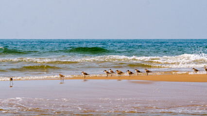Group of Seagulls at neat and clean beach