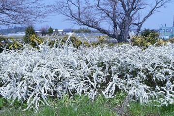 Thunberg spirea flowers. Rosaceae deciduous shrub. From March to May, five-petaled small white flowers bloom on the entire branch. 
