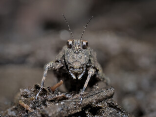 closeup face of black grasshopper on the ground