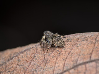 little jumping spider on the dried leaf