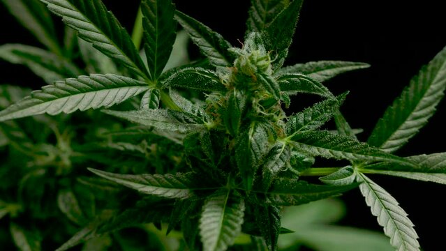 marijuana leaves cannabis plants a beautiful background