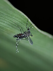 Asian tiger mosquito with a belly full of blood under the leaves