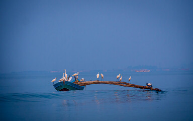Obraz premium Group of herons sitting on fisherman's boat at Arabian sea