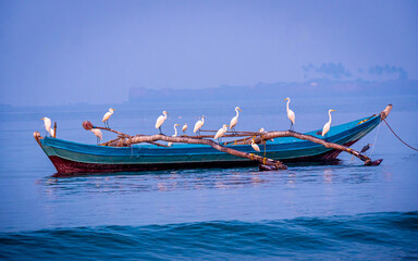 Group of herons sitting on fisherman's boat at Arabian sea