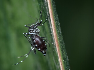 Asian tiger mosquito with a belly full of blood on the leaves