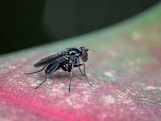 small black fly on the red taro leaves