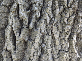 Old Tree Bark