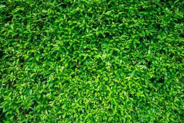 Green leaves wall texture background. Green nature background concept.
