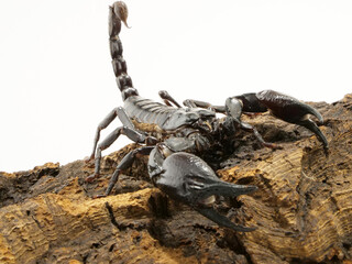 樹皮の上のアジアンフォレストスコーピオン