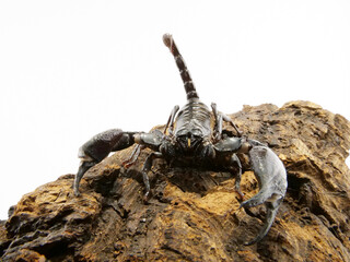 樹皮の上のチャグロサソリ