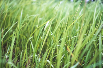 Fototapeta na wymiar soft color wild green grass