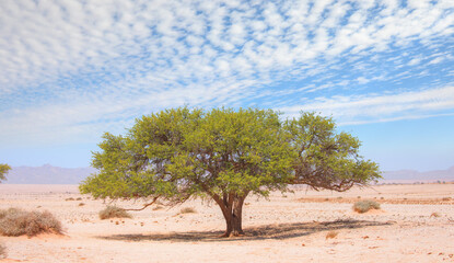 Fototapeta premium African savanna landscape with a lone acacia tree - Namibia, South Africa